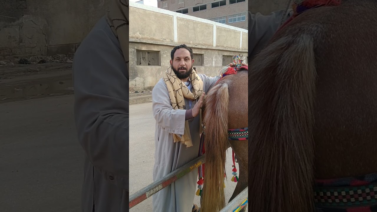 خيل الشيخ محمد رخا مهره كسره جوز من اعلى درجه 01093322202