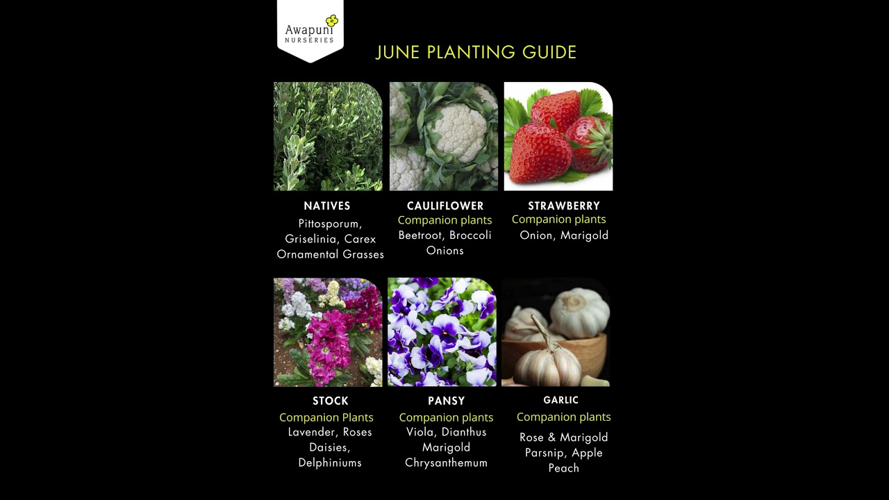 What to plant in June in New Zealand