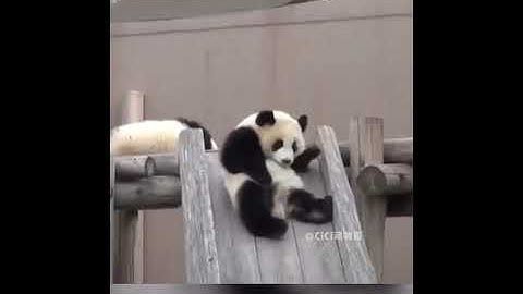 Những pha #wewee siêu hài hước, siêu quậy của gấu trúc #panda .... Subscribe Like Share nhé
