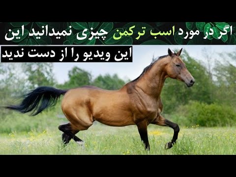 اگر در مورد اسب ترکمن چیزی نمی‌دانید این ویدیو را از دست ندید