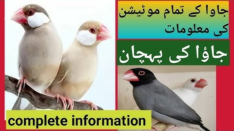 how to java sperrow mutation#java birds business#information#java identify#good aviary,