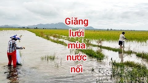 Thả Lưới Trên Ruộng Mùa Nước Nổi Và Bữa Cơm Đơn Giản Từ Con Cá Đồng #sănbắtchâuđốc