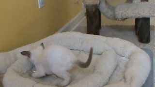 F1 Havana Brown kittens playing July 22, 2012 by XocolCat 117 views 11 years ago 50 seconds