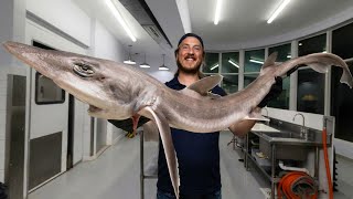 The Shark With No Teeth 