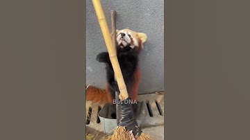 Why Red Pandas Aren
