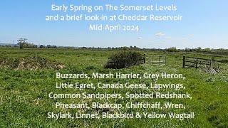 Early Spring Birding on the Somerset Levels MidApr 2024