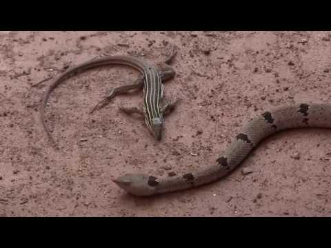 rattlesnakes can swim Carol, rock rattlesnake, eats a whiptail lizard
