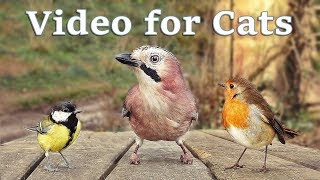 Videos for Cats to Watch - 8 Hour Birds Bonanza - Cat TV Bird Watch image