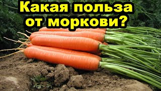 Интересные факты о пользе моркови