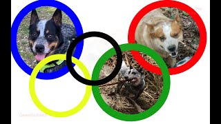 Heeler Olympics | Australian Cattle Dogs by Johnson's Heelers 482 views 1 year ago 8 minutes, 10 seconds