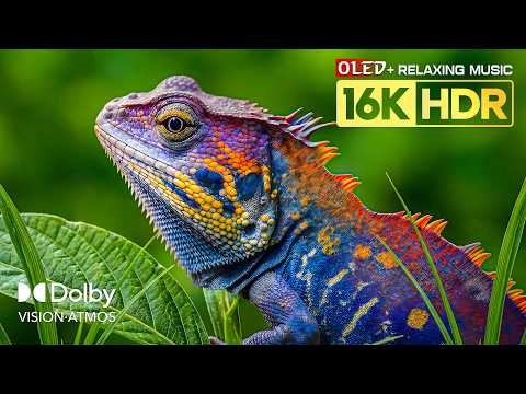 UNSEEN OLED HDR TEST 16K Video ULTRA HD | Dolby Vision 120fps (8K/4K Video TV)