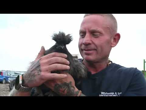 Morning gym-goers stunned as runaway chickens hitch 15-mile lift up M6 to Leyland