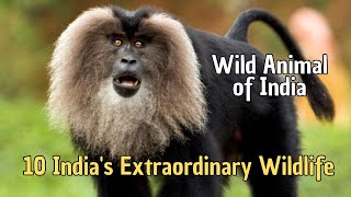 🐯 10 India's Extraordinary Wildlife 🦚 Wild Animals of India