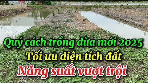 Quy cách trồng dừa mới 2025 - Tối ưu diện tích đất , năng suất vượt trội.