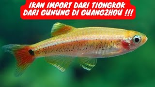 IKAN IMPORT DARI TIONGKOK!!! DARI GUNGUNG DI GUANGZHOU!!! Ikan zebra danio Hongkong