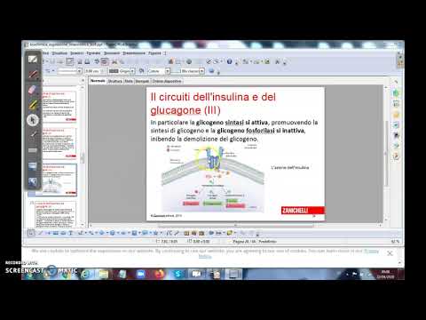 regolazione glicemia da parte di insulina e glucagone