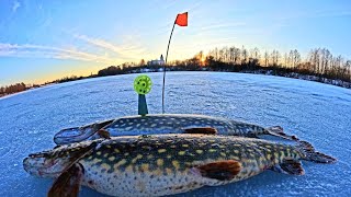 видео: ПОПАЛ НА ТРОПУ КРУПНЫХ ЩУК.НЕ ЗРЯ ВЕРНУЛСА.РЫБАЛКА НА ЖЕРЛИЦЫ 2024.ЗИМНЯЯ РЫБАЛКА НА ЩУКУ. картинка: ПОПАЛ НА ТРОПУ КРУПНЫХ ЩУК.НЕ ЗРЯ ВЕРНУЛСА.РЫБАЛКА НА ЖЕРЛИЦЫ 2024.ЗИМНЯЯ РЫБАЛКА НА ЩУКУ.
