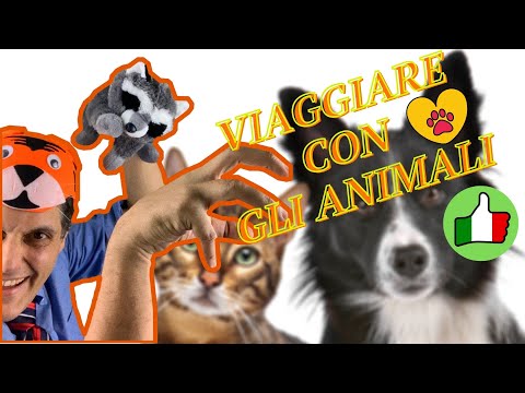 Video: WellPet Richiama Volontariamente Il Cibo Per Cani In Scatola Di Manzo Topper