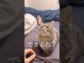ママを助けるために。パパと猫がこっそり交わした約束 #shorts #猫 #猫好き
