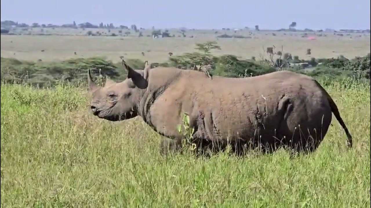 Giants of Amboseli: Elephants and Rhino Beneath Kilimanjaro