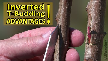 GRAFTING PEACH, PLUM, APRICOT, CITRUS | Using INVERTED T-BUDDING | GRAFTING FRUIT TREES