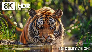 ความหลากหลายทางชีวภาพของสัตว์ป่า โดย 8K HDR | ดอลบี้วิชั่น™