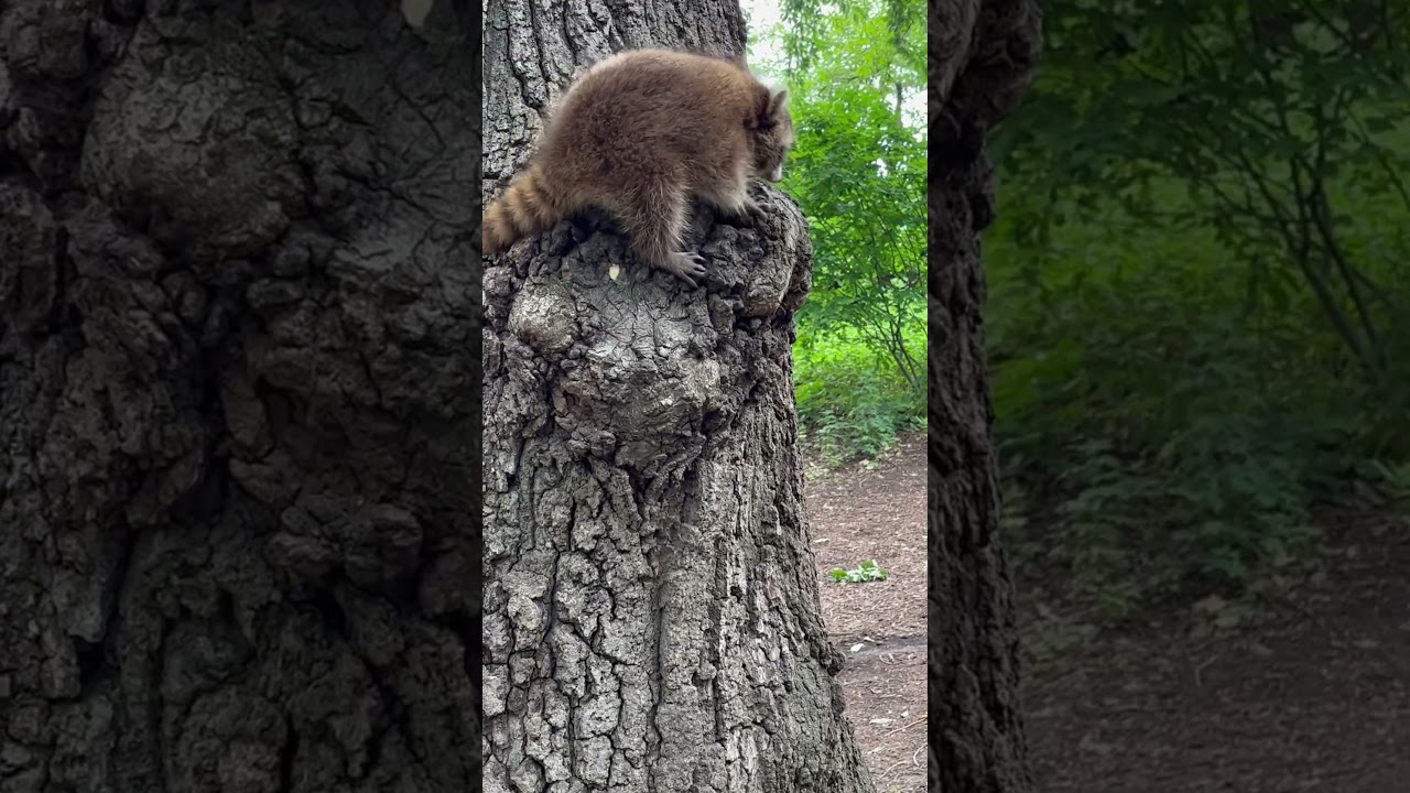 Baby raccoon in Central Park NYC