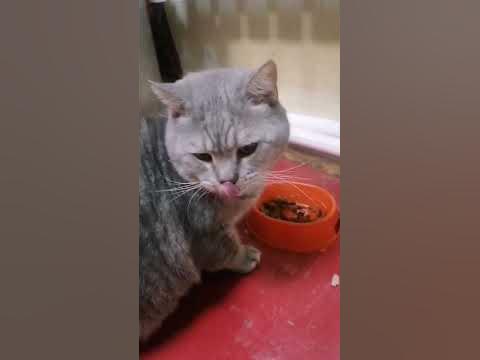 лео сын моей кошки бони - YouTube