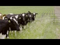 Stockmanship Part 1 Using Predictable Animal Behavior to Increase Milk Production