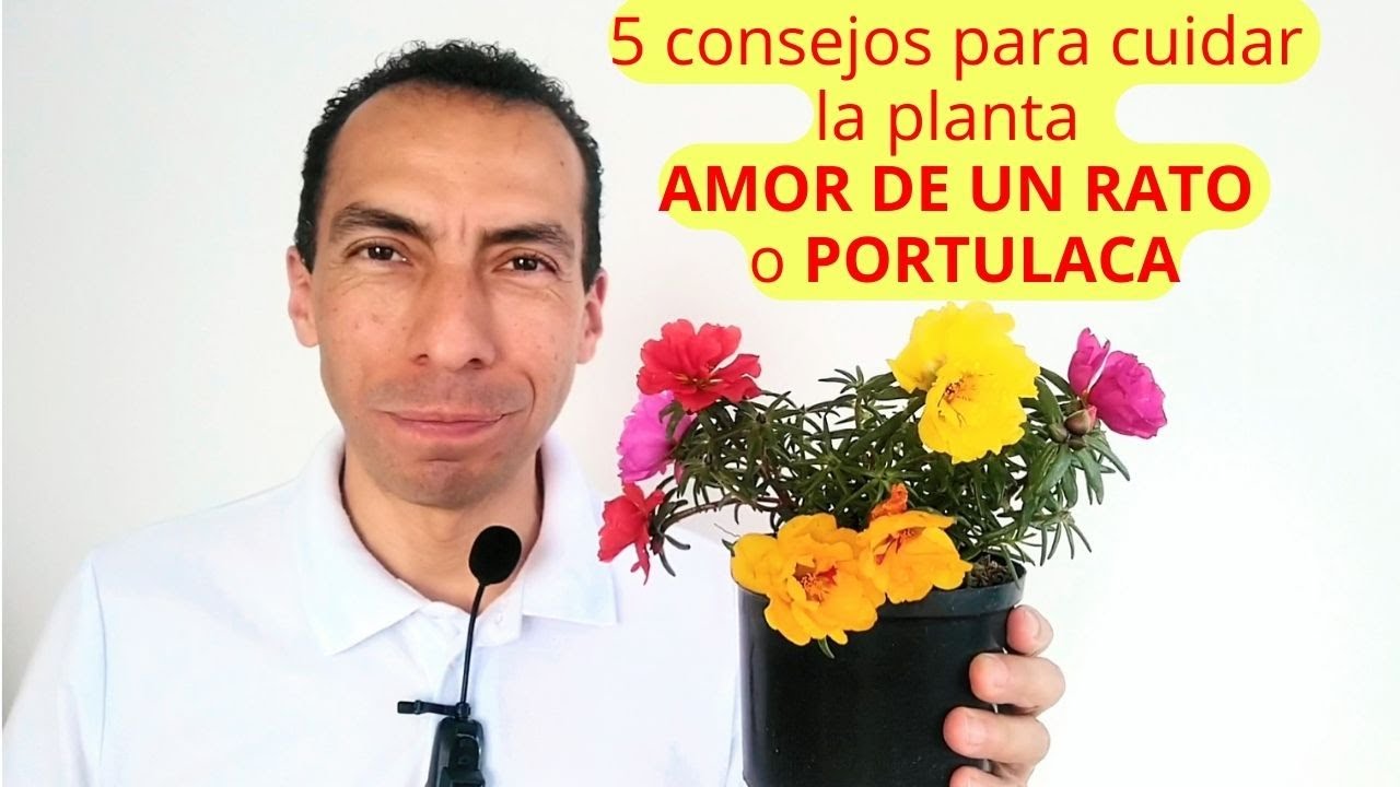 5 consejos para cuidar la planta AMOR DE UN RATO o PORTULACA