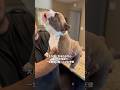 犬が無条件の愛を見せる時