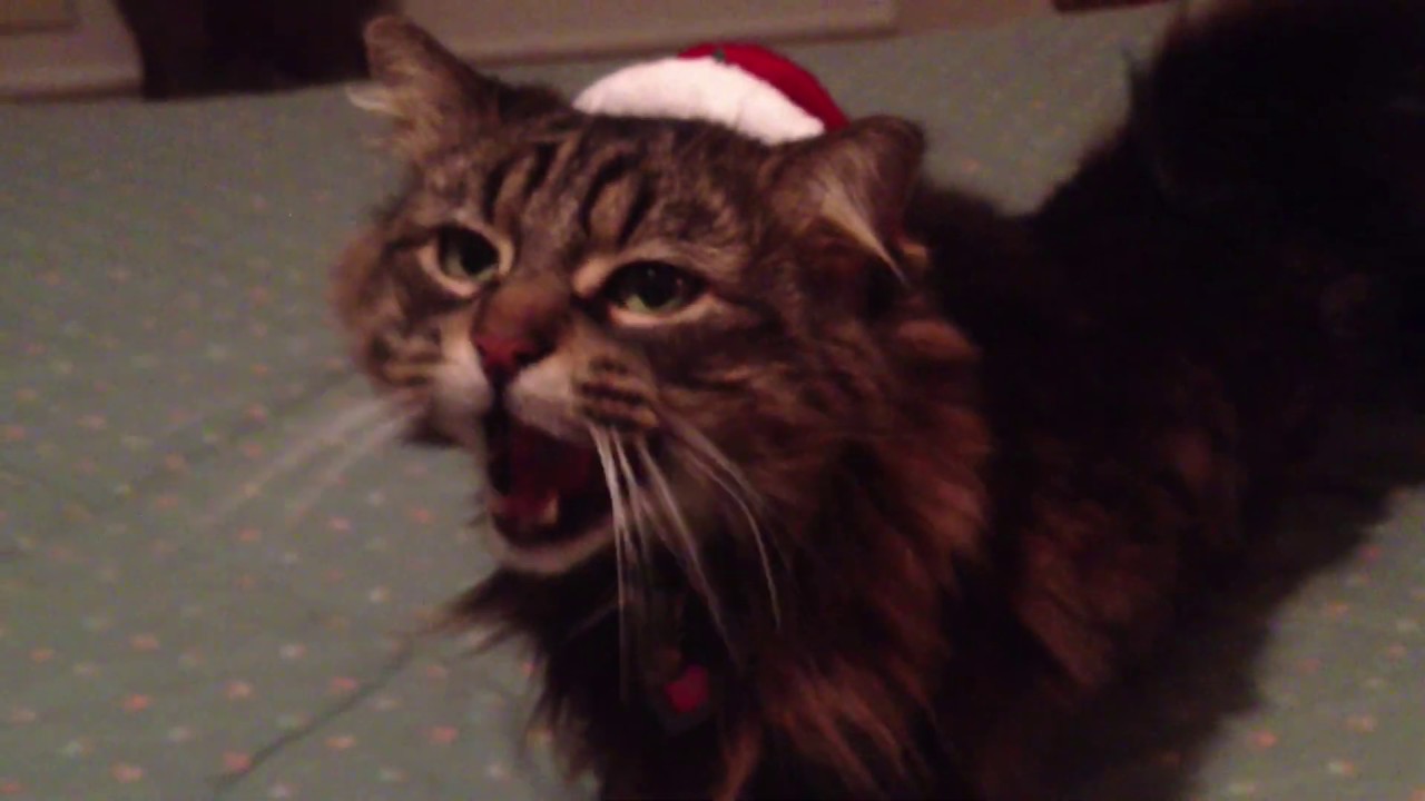 Maine Coon Cat Meowing in a Santa Hat Jingle Bells Cutest Cat Video YouTube