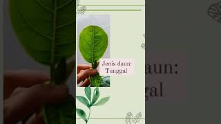 Morfologi tumbuhan Spermatophyta | tanaman nangka (Artocarpus heterophyllus)