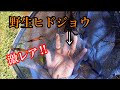 レア度MAX!!野生ヒドジョウGET!!【ガサガサ】