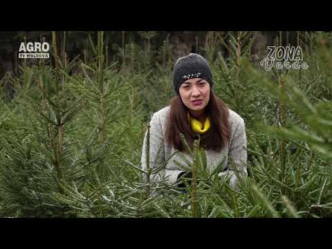 Zona Verde- Plantarea brazilor pas cu pas