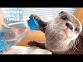 カワウソに初めて炭酸水あげたらとんでもない事になった　Otter Reacts To Trying Sparkling Water
