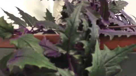 Denise Fuller's #Journey Purple Passion