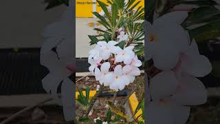 Plumeria flower Plant White Color|plumeria flower|flower.#viral #plant #flowers #natureflowers#short