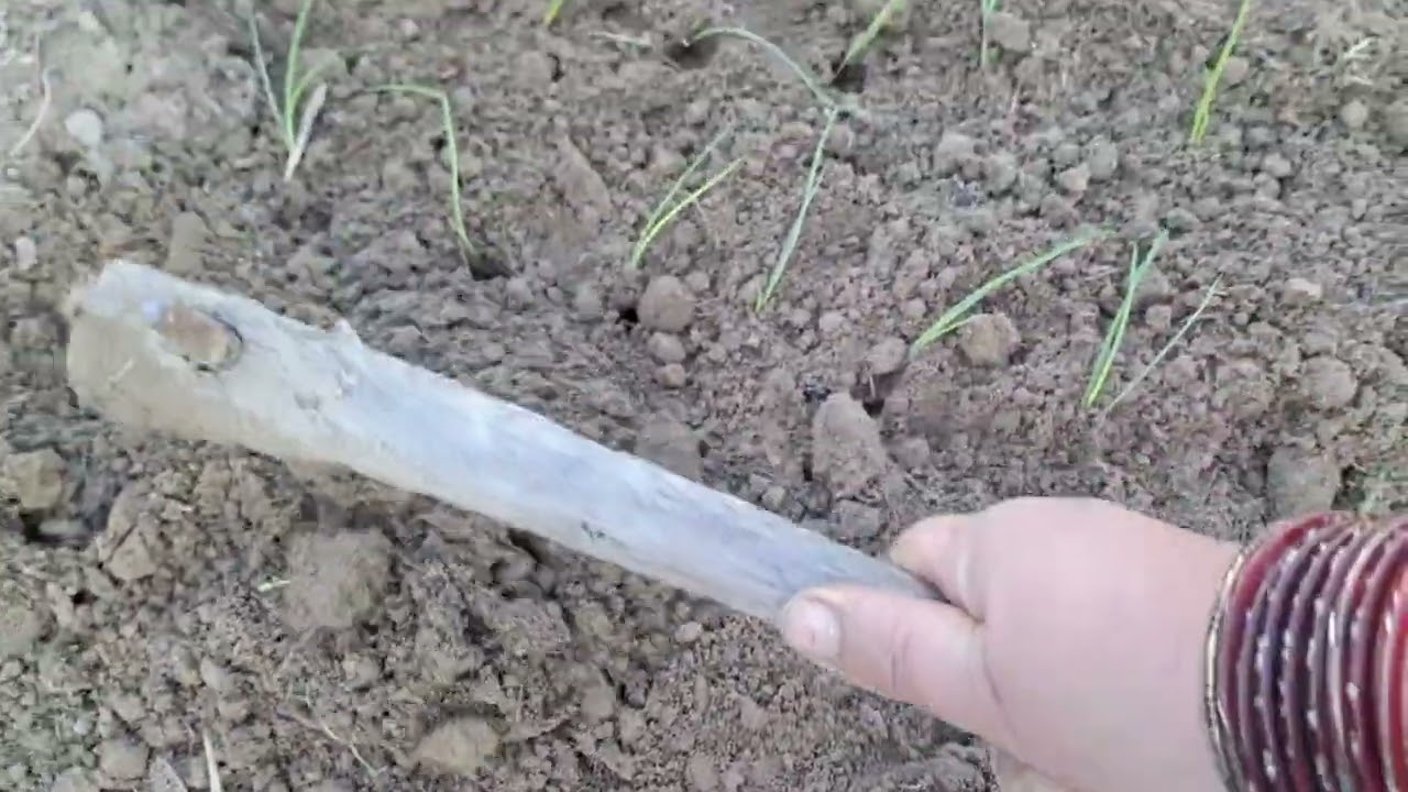 आज पहुँची किचन गार्डन मे वहा देखी एक  नयी चिज🤫🙂 