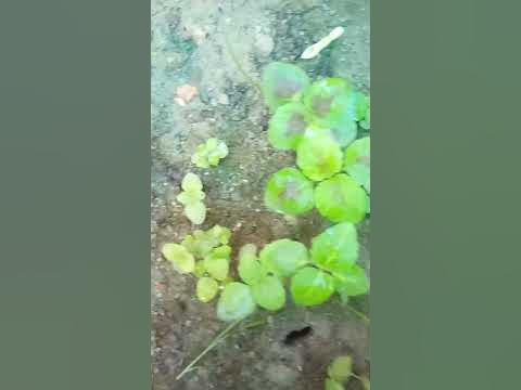 #viralvideo #beginners #viral #plant #zakiya #coleusplant #30dayresult ...