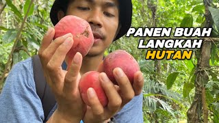 Berpetualang mencari buah langkah lagi di hutan