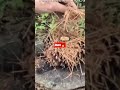 easy way to make fire #fire #braai #firestarter #fypage #viralvideo