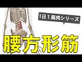 【1日1筋肉×腰方形筋】腰のこわばりの最大原因：腰方形筋の起始停止と作用について
