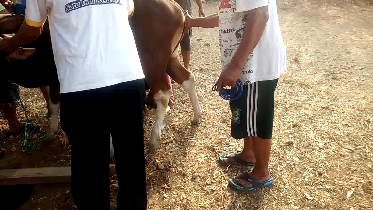 Potong qurban sapi - YouTube