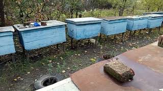 видео: Как я зимую на подсолнечном меде. картинка: Как я зимую на подсолнечном меде.