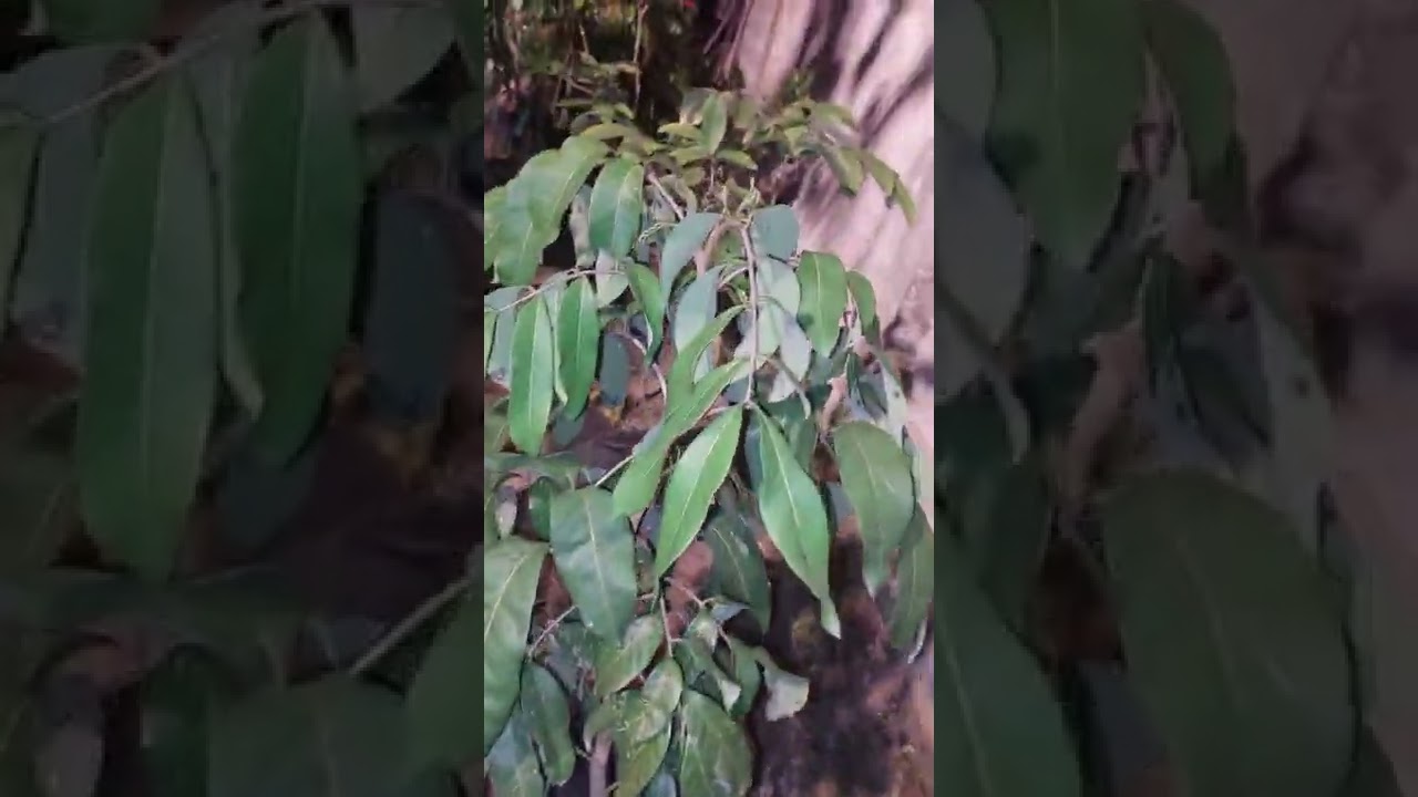 metode pembentukan tunas kelengkeng sejak kecil