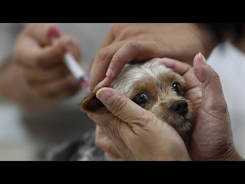 Video: Los Habitantes De Brooklyn Presuntamente Renunciaron A Las Vacunas Para Sus Mascotas