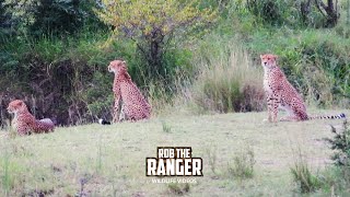 Cheetah Coalition Visits The Main Reserve!! | Lalashe Maasai Mara Safari