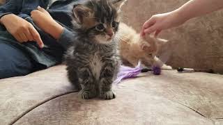 Maine Coon: Mia (female) about 1 month old by Awake, alive, blessed, grateful 1,315 views 1 year ago 8 minutes, 58 seconds