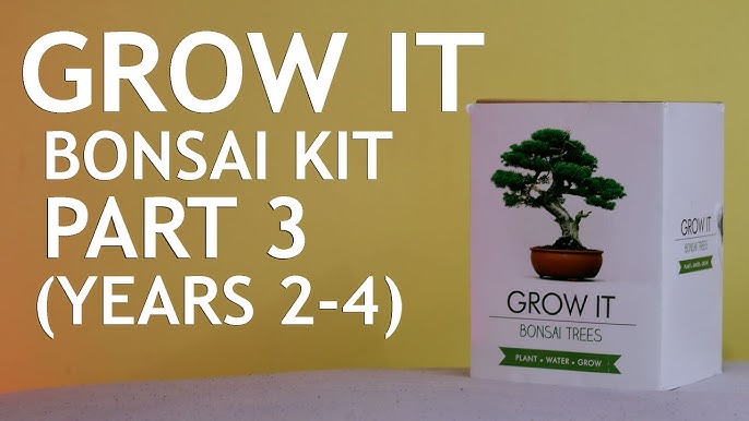 Garden Republic Bonsai Seed Starter Kit - Grow 4 Mini Bonsai Trees, Indoor  Plant Growing Kit - Bonsai Starter Kit with Bonsai Seeds, Soil, Planters 